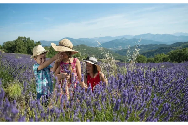 La-saison-de-la-lavande-commence-dans-les-Alpes-de-Haute-Provence-1
