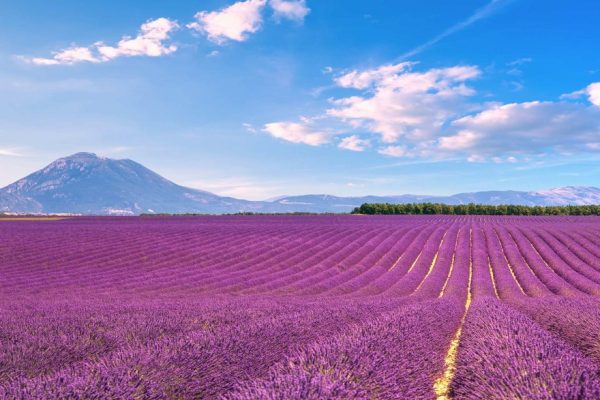 plateau_de_valensole_lavande
