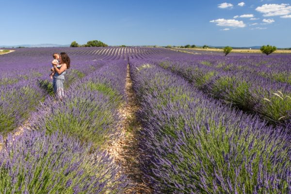 serial-travelers-provence-plateau-valensole15