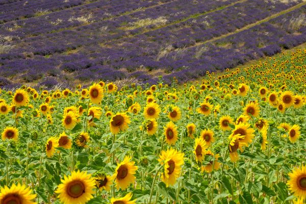 tournesol-valensole